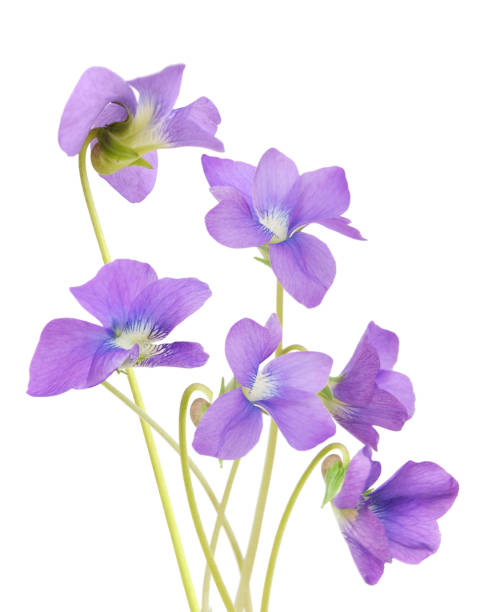 istock Viola odorata flower bunch isolated on white 1194494514