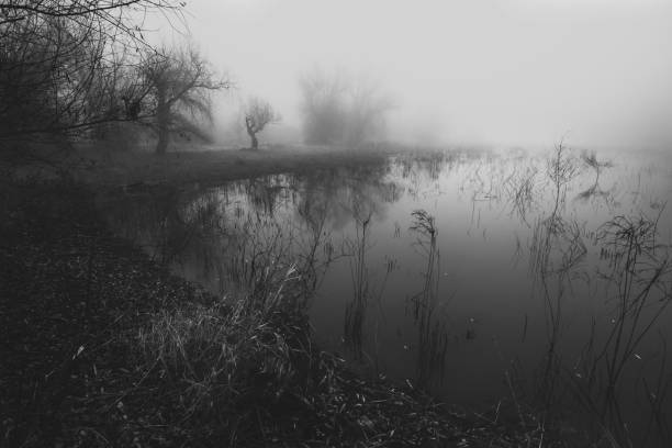 Dark spooky winter landscape in morning mist.