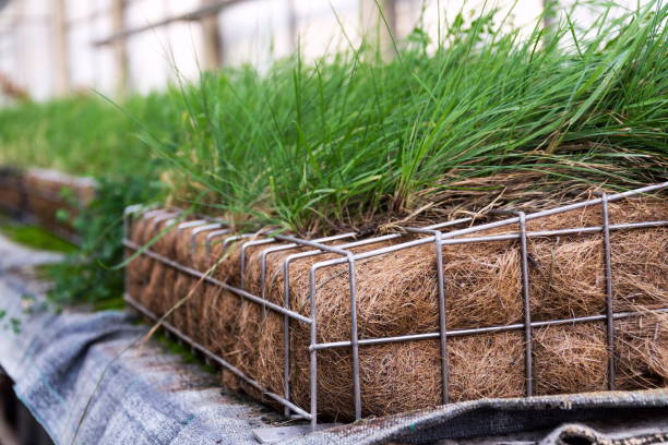 Green plants and grass growing through mesh of galvanized iron wire gabion box filled with soil, used for green living wall, vertical garden exterior facade Green plants and grass growing through mesh of galvanized iron wire gabion box filled with soil, used for green living wall, vertical garden exterior facade erosion control stock pictures, royalty-free photos & images