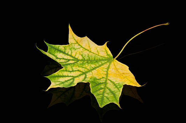 istock Green leaf in autumn on black background 119449730