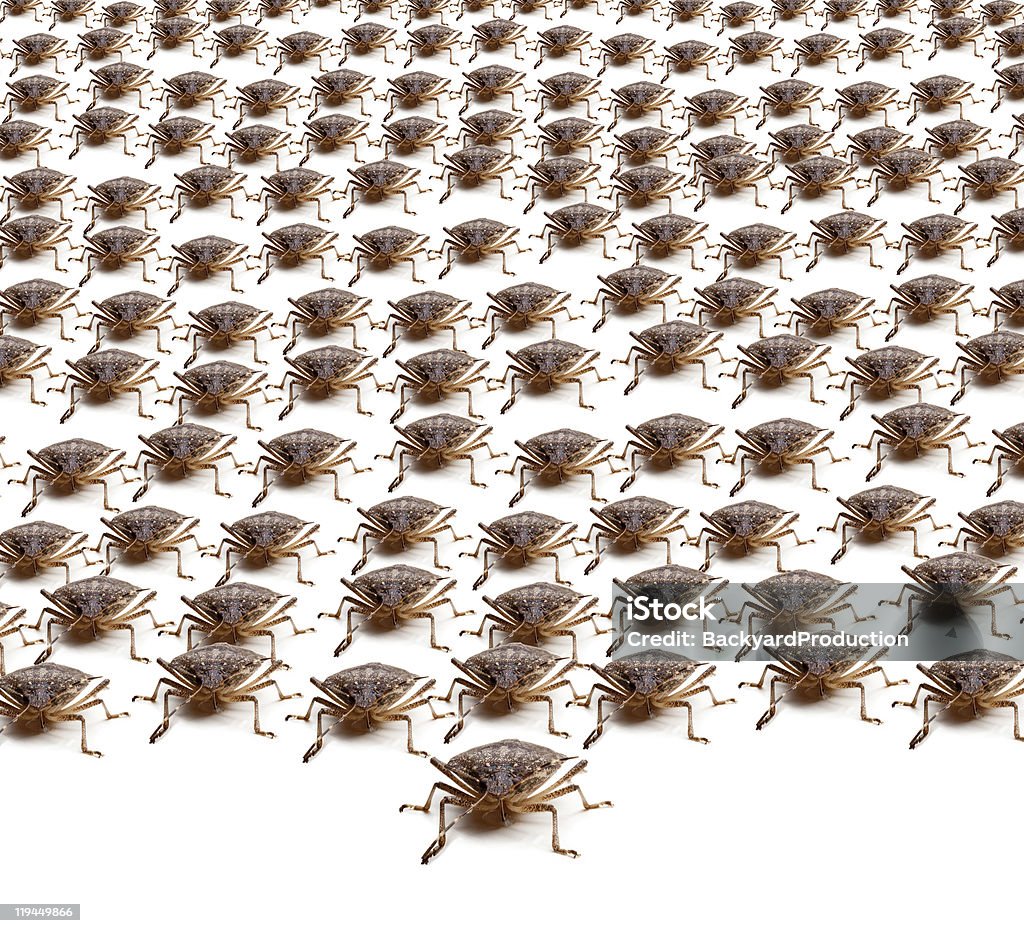 Army of Brown Stink Bugs  Shield Bug Stock Photo