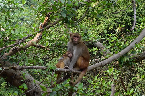 This image shows love of a mother monkey