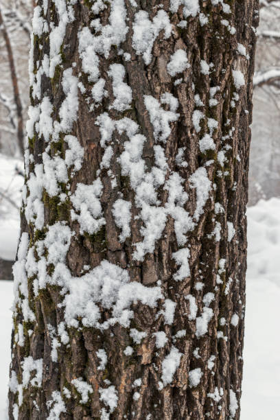 istock A dark tree trunk covered in snow on a winter cloudy day. 1194498855