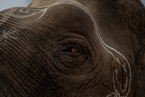 La mirada inteligente del elefante photo
