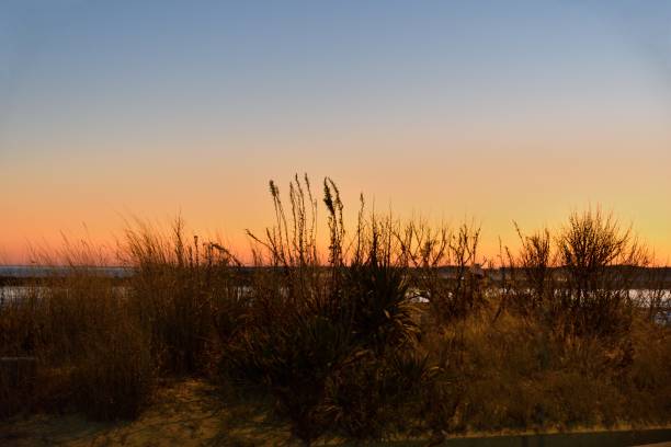 Sunset Over Beach Dune The sea oats and sedges backlit by the setting sun over the ocean city maryland inlet on a cloudless winter evening eastern shore sand sand dune beach stock pictures, royalty-free photos & images