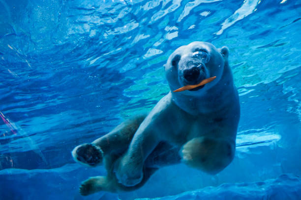 A beautifully sunlit polar bear snacking on a bright pink salmon.