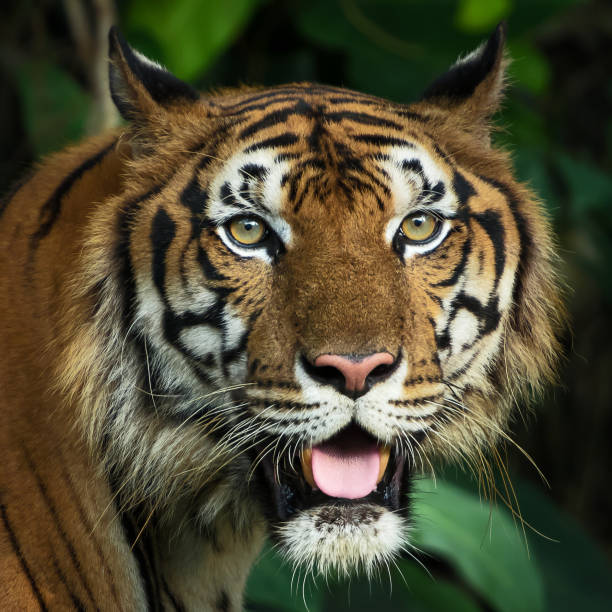 istock Photos of tiger naturally. 1194502603