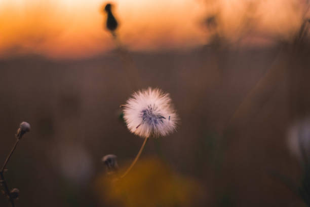 istock Yellow flowers in the reddish evening light 1194503801