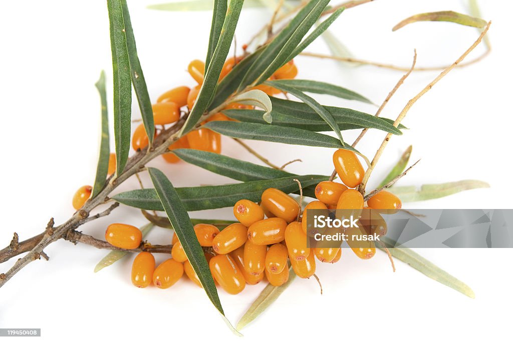 sea-buckthorn  Agriculture Stock Photo