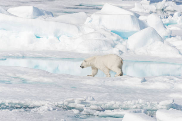 istock Polar bear (Ursus maritimus) on the pack ice in fog 1194504090