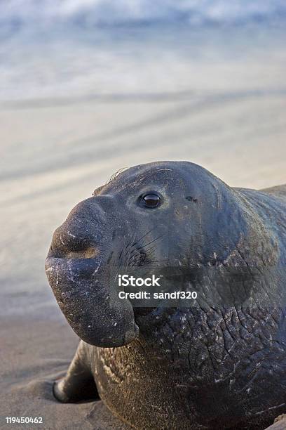Bull Elephant Seal Auf San Simeon Beach Stockfoto und mehr Bilder von Männliches Tier - Männliches Tier, Nördlicher Seeelefant, Bedrohte Tierart