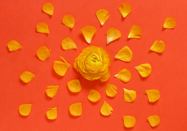 Yellow flowers and petals on a red background top view