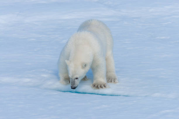 istock Wild polar bear cub on pack ice in Arctic sea close up 1194505052