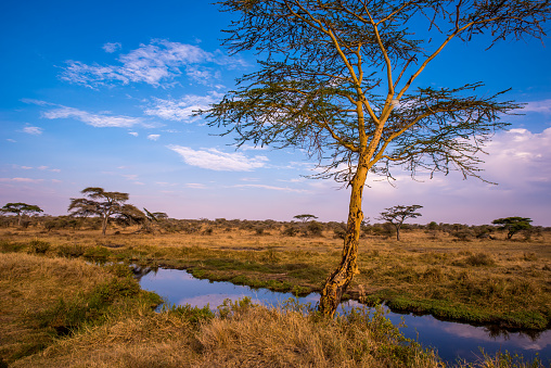 River and Lake in beautiful landscape scenery of Serengeti National Park, Tanzania - Safari in Africa