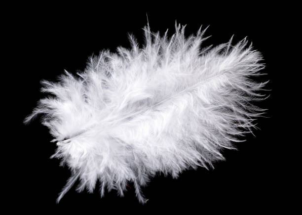 istock Colored ostrich feather isolated on black background 1194505309