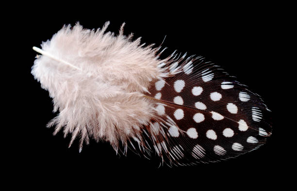 istock Colored bird feather isolated on black background 1194506374