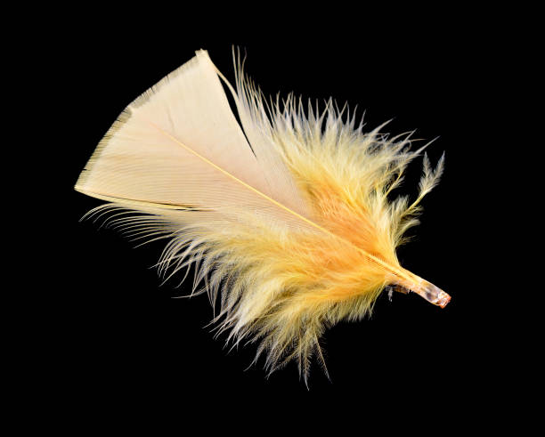 istock Yellow bird feather isolated on black background 1194506432