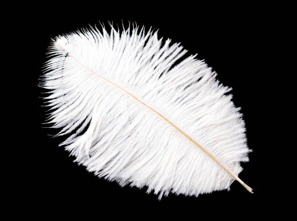 istock White bird feather isolated on black background 1194506456
