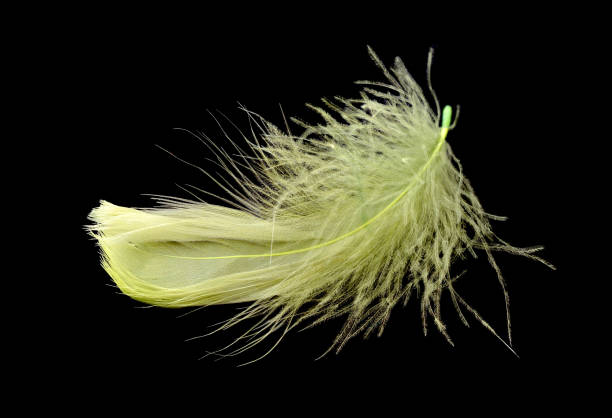 istock Colored bird feather isolated on black background 1194506822