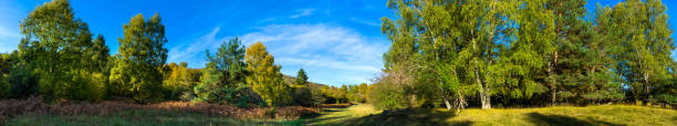 istock panoramic shooting in the Auvergne forest 1194507517
