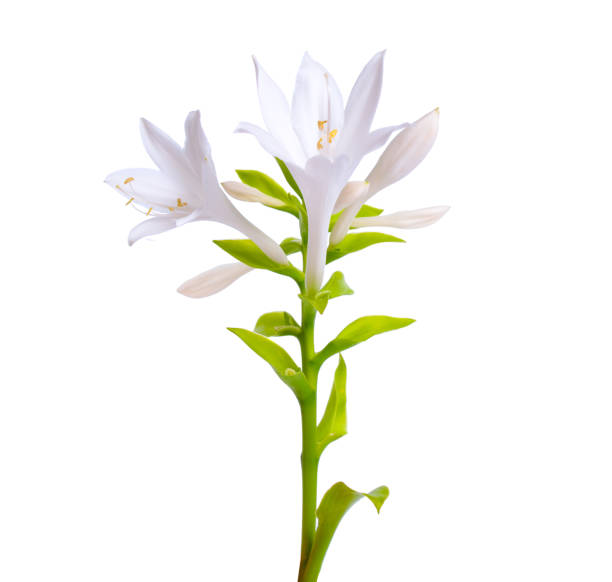 Nardos Flores - Banco de fotos e imágenes de stock - iStock Nardos Flores - Banco de fotos e imágenes de stock - iStock