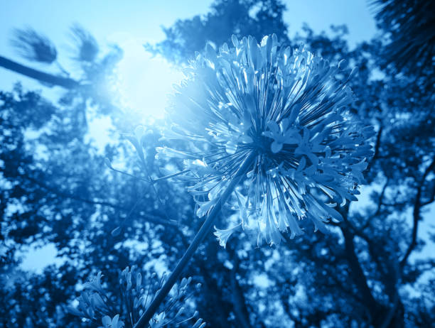 istock Head Dandelion flower and sunny light in classic blue color. 1194510552