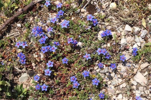 istock Blue pimpernel plant 1194514296
