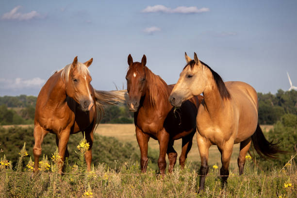 istock horse in the pasture 1194515167