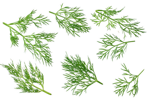 aneto verde fresco isolato su sfondo bianco. vista dall'alto - ingredient fennel food dry foto e immagini stock