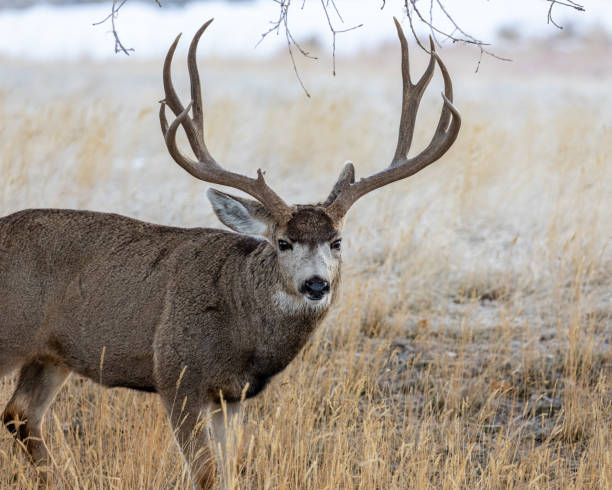 istock Mule deer bucks in the morning light 1194515671