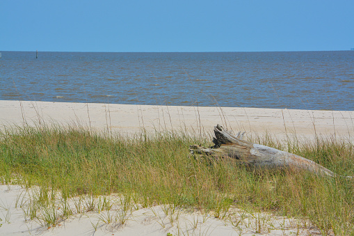 Driftwood on the Mississippi Gulf Coast. City of Long Beach, Gulf of Mexico, Florida USA