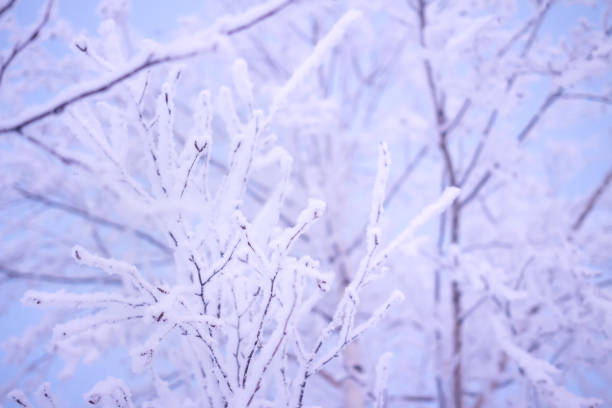 istock Christmas holiday background. Winter scene. Snowy branches tree. Trees covered hoarfrost 1194518631