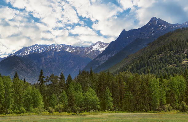 kootenai national forest - cedar tree tree montana woods imagens e fotografias de stock