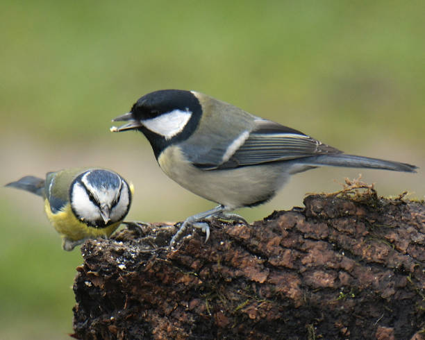 Birds perching Nuthatch, Marsh Tit, Blue Tit and Great Tit perching parus palustris stock pictures, royalty-free photos & images