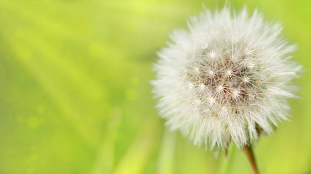 istock Dandelion on a light green background 1194521666