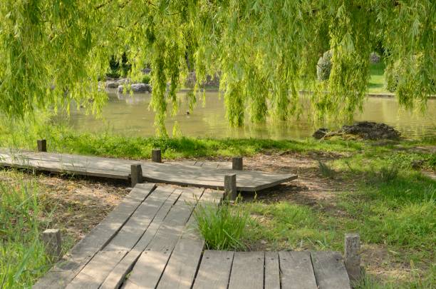 istock Wooden path next to park lake 1194522650