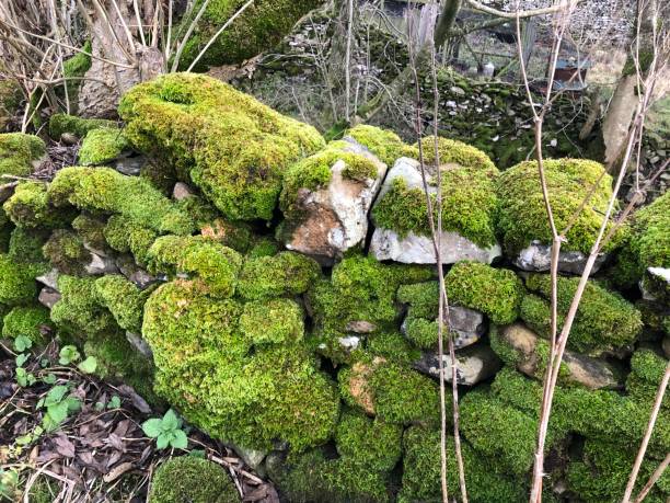 Green Moss on a stone wall stock photo