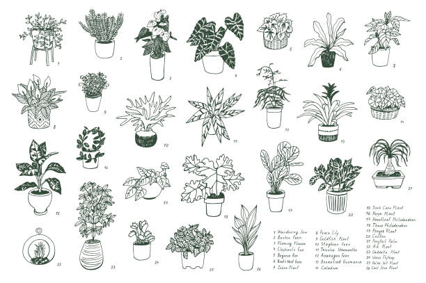 屋内植物イラストセット - cholla cactus点のイラスト素材／クリップアート素材／マンガ素材／アイコン素材