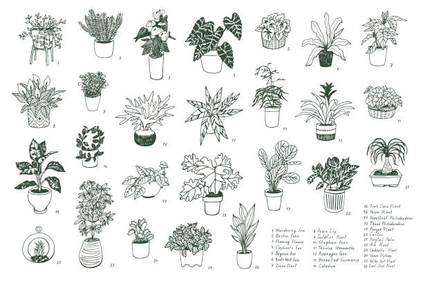 Indoor Plants Illustration Set 26 common apartment plants which are a great option for people who has no outdoor space for gardening or for those who live in cold climate. They also provide health benefits and can be used in a variety of indoor décor themes. taro leaf stock illustrations