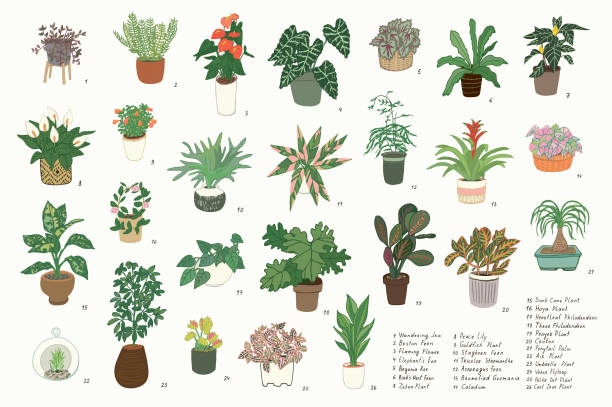 Indoor Plants Illustration Set 26 common apartment plants which are a great option for people who has no outdoor space for gardening or for those who live in cold climate. They also provide health benefits and can be used in a variety of indoor décor themes. air plant stock illustrations