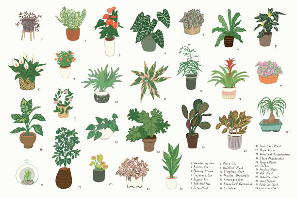 Indoor Plants Illustration Set 26 common apartment plants which are a great option for people who has no outdoor space for gardening or for those who live in cold climate. They also provide health benefits and can be used in a variety of indoor décor themes. zebra plant stock illustrations