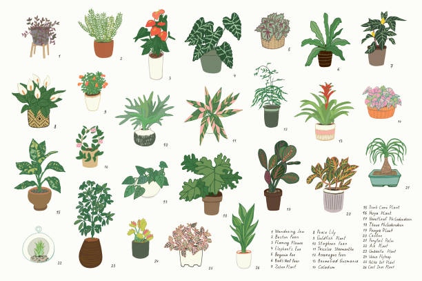 Indoor Plants Illustration Set 26 common apartment plants which are a great option for people who has no outdoor space for gardening or for those who live in cold climate. They also provide health benefits and can be used in a variety of indoor décor themes. taro leaf stock illustrations