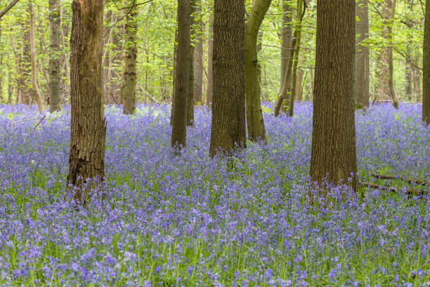 istock Bluebells carpet in the springtime forest 1194524202