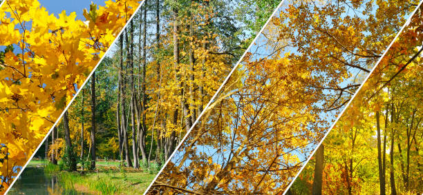 istock Autumn forest with yellow leaves . 1194525948