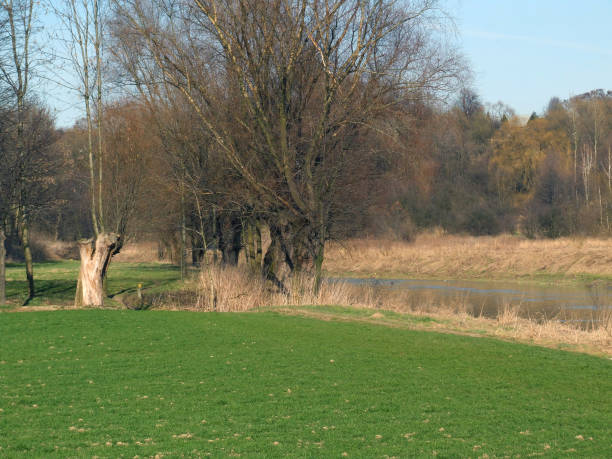 istock Idyllic rural landscape tree 1194527380