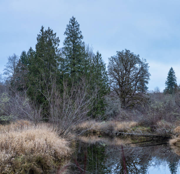 istock Union River Wetlands In Washington State 1194527619
