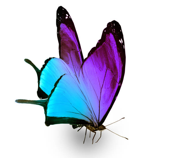 istock Color butterfly , isolated on white background 1194528361