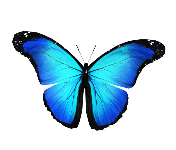 istock Color butterfly , isolated on white background 1194528388