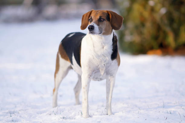 Estonian hound dog posing outdoors standing on a snow in winter