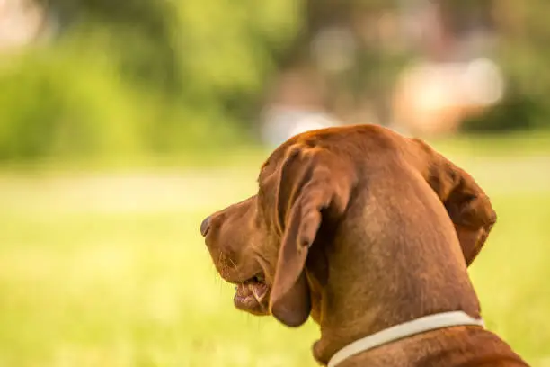 Photo of Dog looking straight, from behind showing back and rear torso, hound